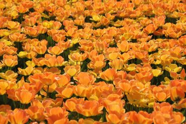 Photograph of a field of orange flowers.